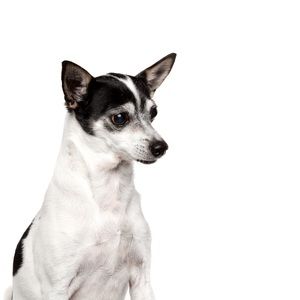 Meet your Posher, Chrissy